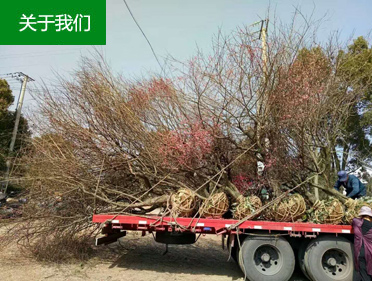 紅梅樹供應(yīng)商