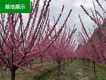 紅梅樹種植基地